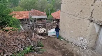 Kurtlar Koyun Ağılına Saldırdı: 25 Koyun Telef Oldu
