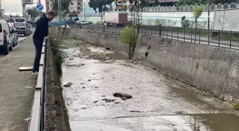 Rize'de Derede Balık Ölümleri Tedirginlik Yarattı