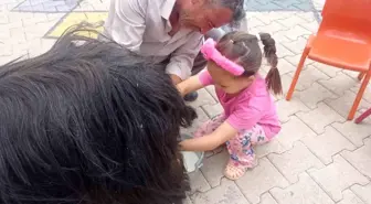 Dünya Süt Günü Etkinliği Şırnak'ta Gerçekleştirildi