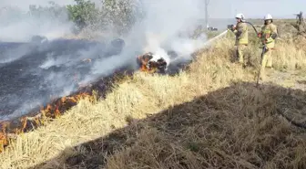 Hatay'da Saman Balyaları Yangında Zarar Gördü