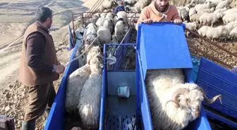 Bayburt'ta Koyun Yıkama Projeleri ile Hayvan Refahı Artıyor