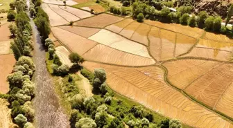 Bitlis'te Asırlık İmece Geleneği ile Çeltik Ekimi