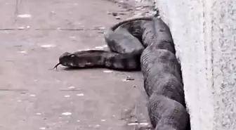 Gaziantep'te Sitede Yılan Paniği