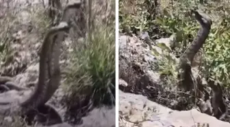Kamerayla görüntülediği yılanın saldırısına uğradı