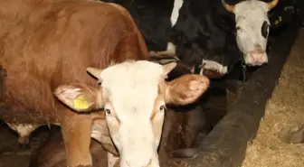 Kurban Bayramı'nda berberler bile bu işe giriyor! 63 bin TL cezası var