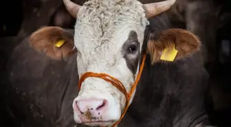 Kurban nasıl seçilir? En iyi kurbanlık hayvan nasıl anlaşılır, dini açıdan kurbanlık hayvan şartları nelerdir?