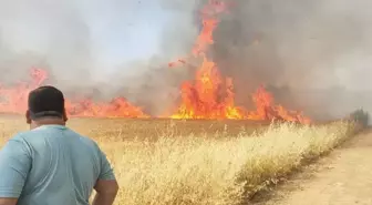 Manisa Turgutlu'da Buğday Tarlasında Yangın Çıktı