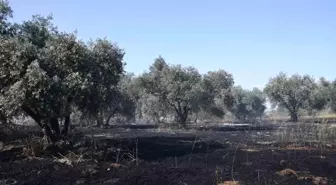 Manisa'da Tarım Arazisinde Yangın: 120 Dönüm Buğday ve 20 Dönüm Zeytin Zarar Gördü