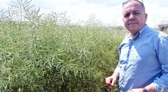 Tekirdağ'da Kanola Tarlalarında Tırtıl Endişesi