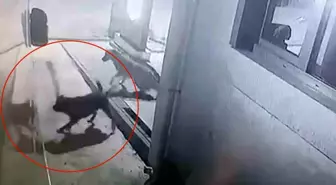 Sokak Köpekleri Karavanı Parçaladı, Araç Sahibi Önlem İstiyor