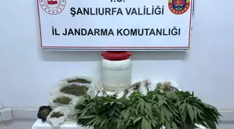 Şanlıurfa'da Uyuşturucu Operasyonu: 29 Kenevir Bitkisi ve 486 Gram Esrar Ele Geçirildi