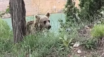 Sivas'ta Yavru Ayı Doğada Görüntülendi