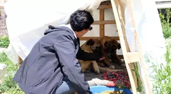 30 Yıldır Sokak Hayvanlarına Sahip Çıkıyor