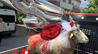 Beypazarı'nda Kurban Bayramı'nda Geleneksel Koç Gönderme Töreni
