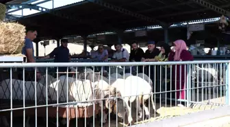 Denizli'de Kurban Bayramı İçin Hayvan Pazarı Hareketlendi