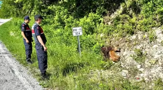 Kastamonu'da Yaralı Karacalar Tedavi Altına Alındı