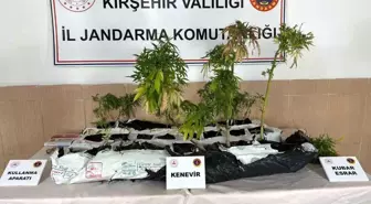 Kırşehir'de Uyuşturucu Operasyonu: 40 Kök Kenevir Ele Geçirildi