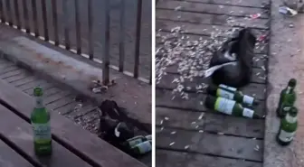 Dünyaca ünlü Konyaaltı Sahili'nde mide bulandıran görüntüler