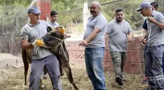 Antalya'da Kurban Bayramı İçin Hayvan Yakalama Ekibi Kuruldu