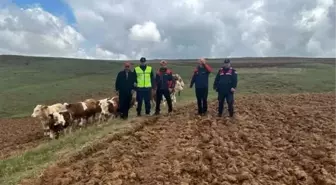 Sivas'ta Kaybolan 9 Büyükbaş Hayvan AFAD Tarafından Bulundu