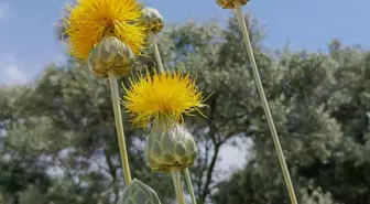 Kuşadası'nda Nesli Tehlikede 'Tülüşah' Çiçek Açtı