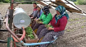 Bafra'da Tütün Dikimi Başladı, Üreticiler Fiyat Artışına Dikkat Çekti