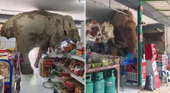 Vahşi fil marketi bastı, raflardaki atıştırmalıkları yedi