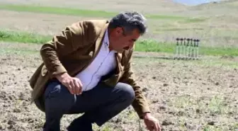 Diyadin'de Tarım ve Hayvancılıkta Üretim Artışı