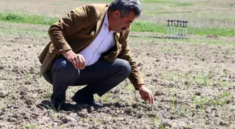 Diyadin'de Tarım ve Hayvancılıkta Üretim Artışı