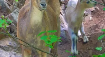 Erzincan'da Doğa Fotoğrafçısının Dağ Keçisi Görüntülemesi Sosyal Medyada Beğenildi