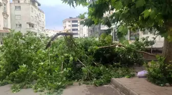 Batman'da Şiddetli Rüzgar Aracı Devrilmiş Ağaçla Zarar Gördü