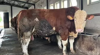 Bingöl'de 'Şampiyon' Boğa Kurban Pazarı'nda Alıcı Bekliyor