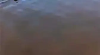 Mudanya'da Karaya Vuran Yunus, Duyarlı Vatandaşlar Tarafından Kurtarıldı