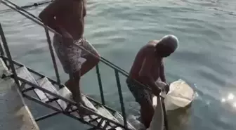 Bebek Sahilinde Ölü Beyaz Yunus Bulundu