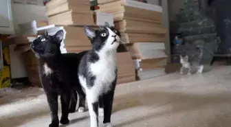 Erzurum'da İki Kedinin Köpeğe Saldırması Sosyal Medyayı Salladı