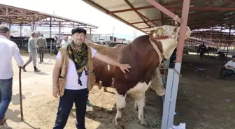 Kırşehir'de 'Paşa' İsimli Boğa 230 Bin TL'ye Satıldı