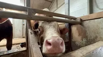 Kurban Bayramı Öncesi Yurt Dışında Vekalet İle Kurban Kesimlerine Tepki
