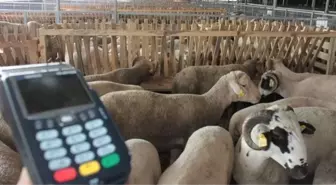 Kurbanlık alımında kredi kartı kullanmak caiz mi?