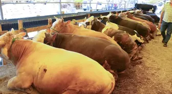 Kurdukları düzenek ortaya çıktı! Gaziantep'te kurbanlık alan vatandaşlar dolandırıldı