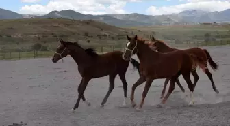 Arap Yarış Tayları Açık Artırmayla Satışa Sunuluyor