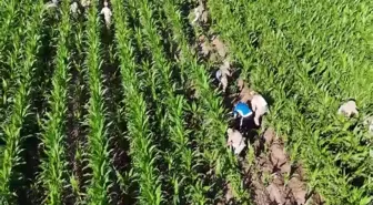 Diyarbakır'da Narkoterör Operasyonu: 41 Bin Kök Skunk Ele Geçirildi