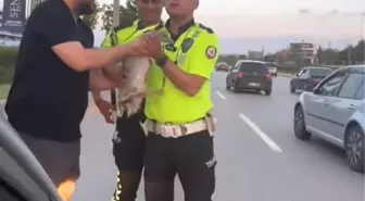 Ankara'da Ördek Kurtarma Operasyonu