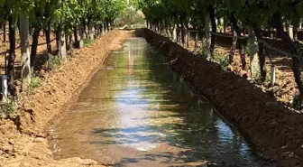 Sarıgöl'de Sultaniye Üzümleri İçin Sulama Dönemi Başladı