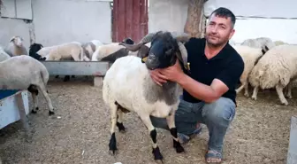 Hatay'da 3 Boynuzlu Koç Büyük İlgi Görüyor