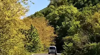 Tekirdağ'da Orman Yangınlarına Karşı Girişler Yasaklandı