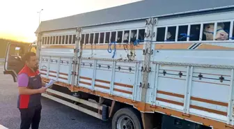 Çanakkale'de Kurbanlık Hayvan Geçişlerinde Denetimler Sürüyor