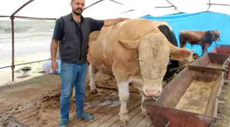 Kayseri'de 970 Kiloluk 'Minik' Dana Kurban Pazarının Gözdesi Oldu