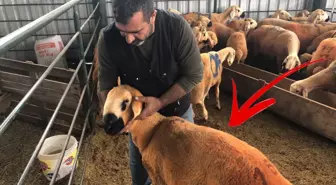 Bunlar da Sivas Kangal kuzuları! Etlerini daha lezzetli kılan bir özellikleri var