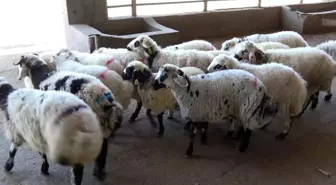 Kurban Kesimi İçin Uzmanlardan Önemli Uyarılar