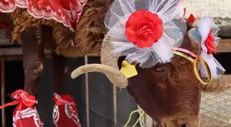 Erzurum'da Nişan Geleneği: Kurbanlık Koç Hediye Edildi